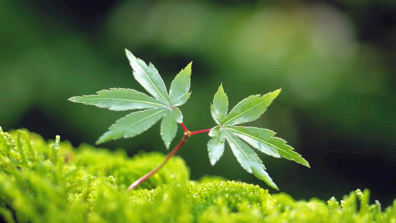 快手点赞1元100个赞平台|快手免费点赞助手app|卡盟24小时自助平台